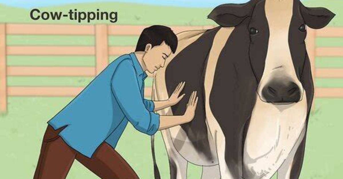 Does Tipping Cows Hurt Them?