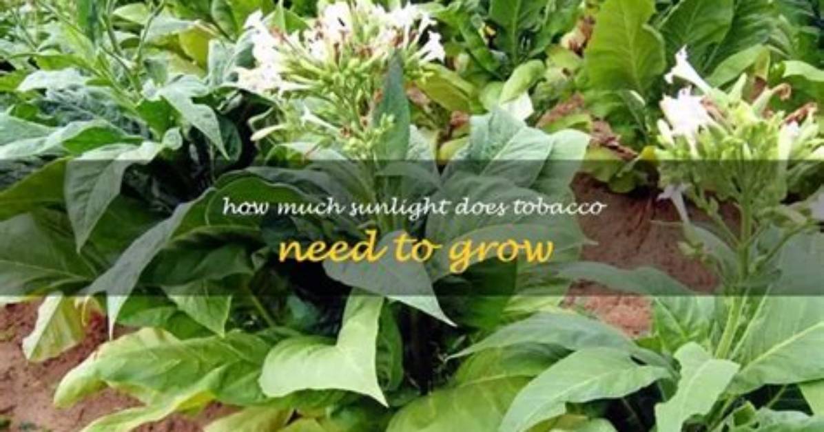 Does Tobacco Need Shade