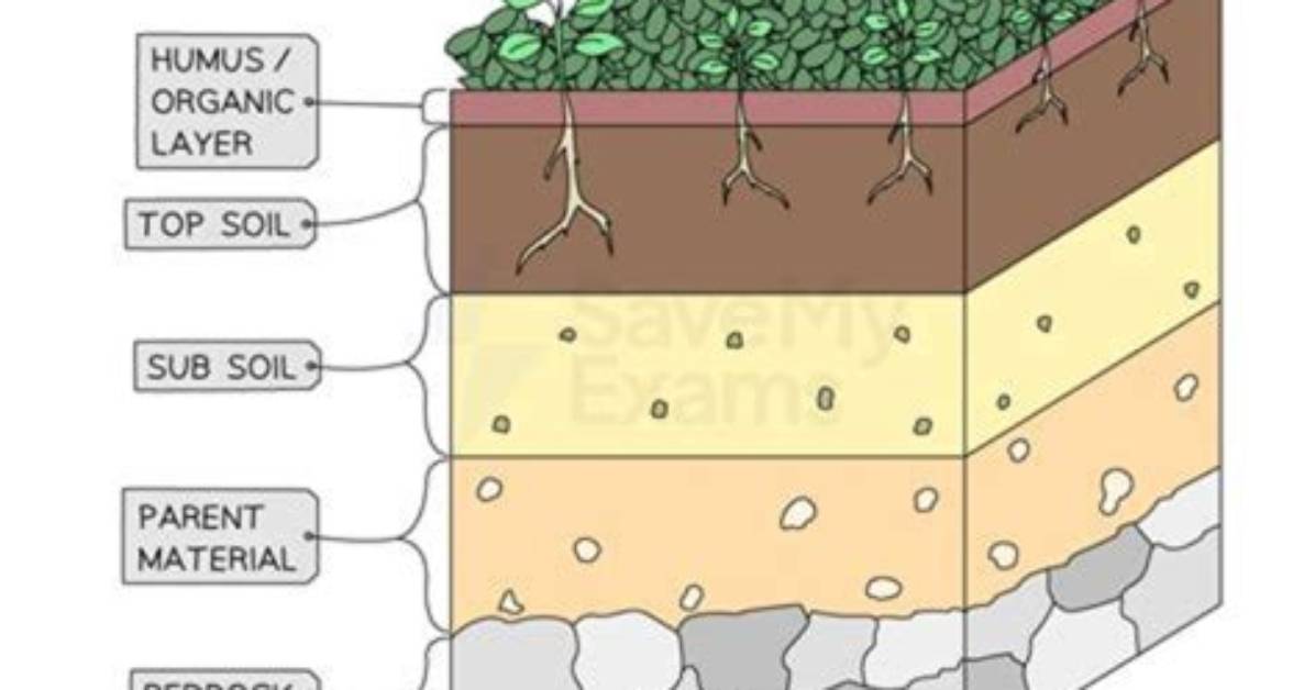 Does Topsoil Contain Fertilizer? | Contextresponse. Com