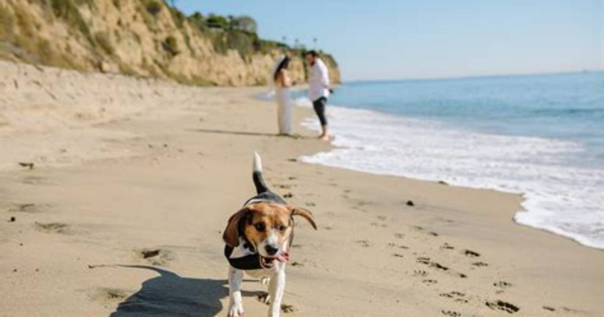 Does Torquay Beach Allow Dogs?