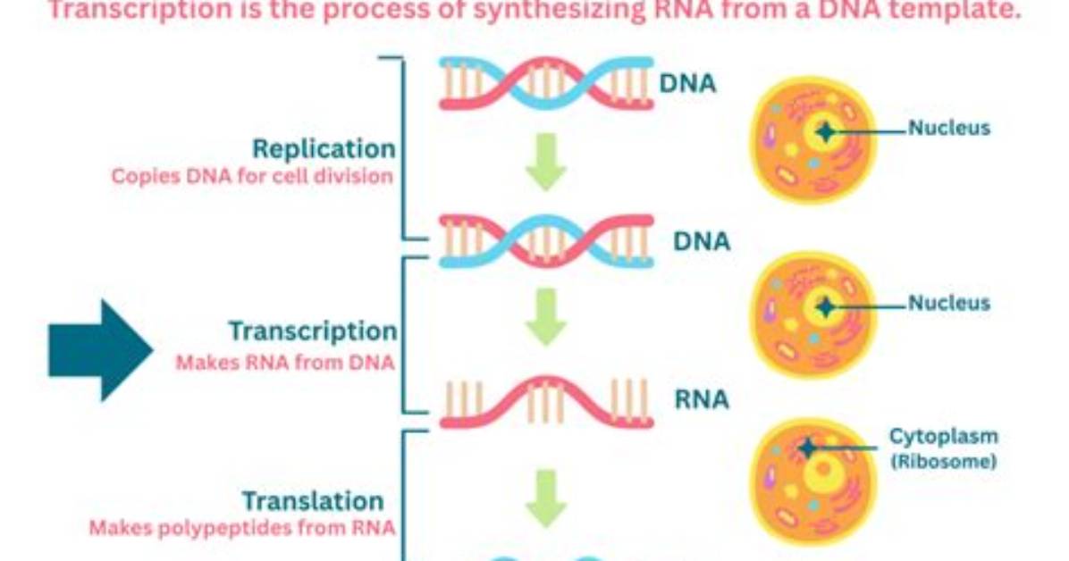 Does Transcription Require Energy?