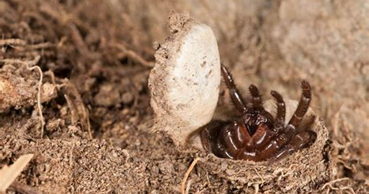 Does Trapdoor Spiders Spin Webs?