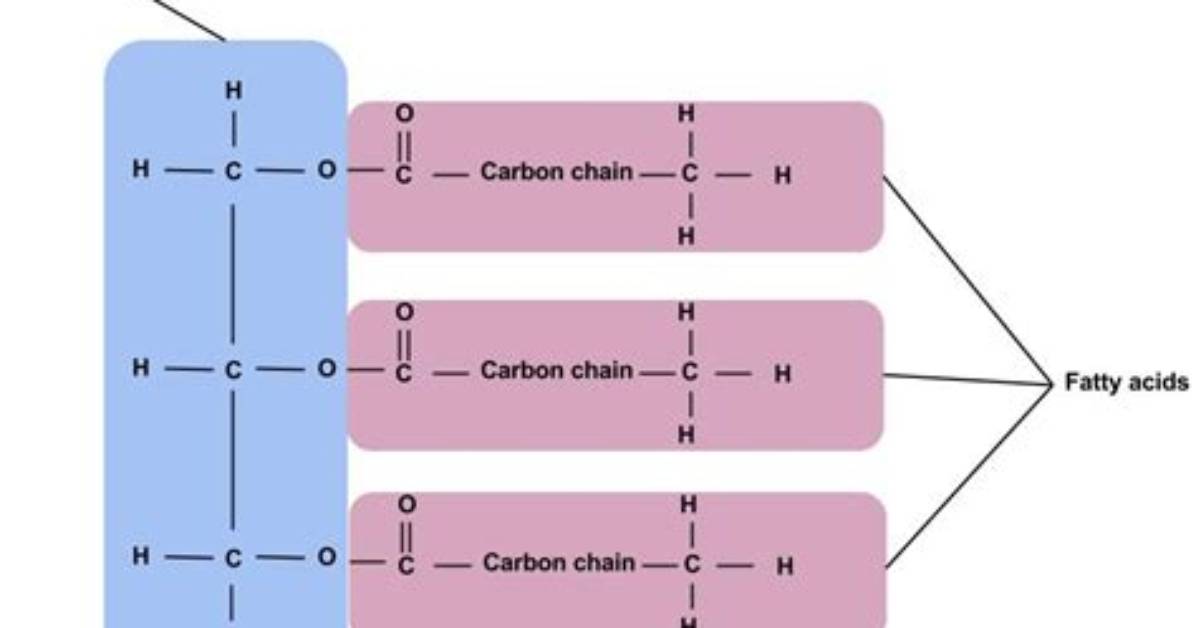 Does Triglyceride Contain Nitrogen?