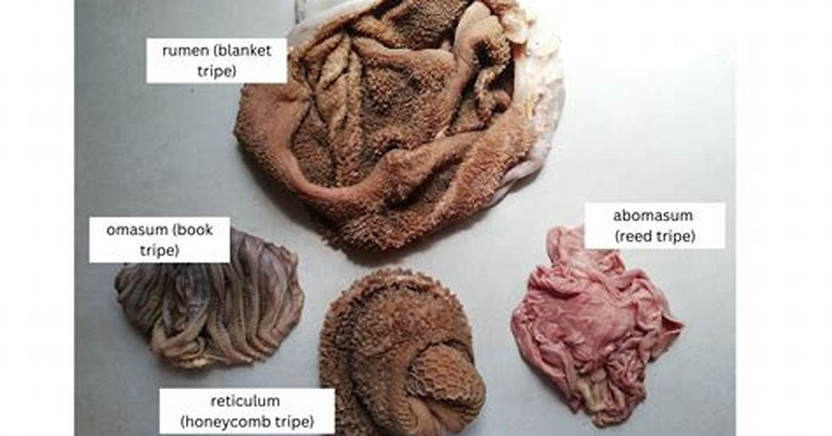 Does Tripe Have Collagen