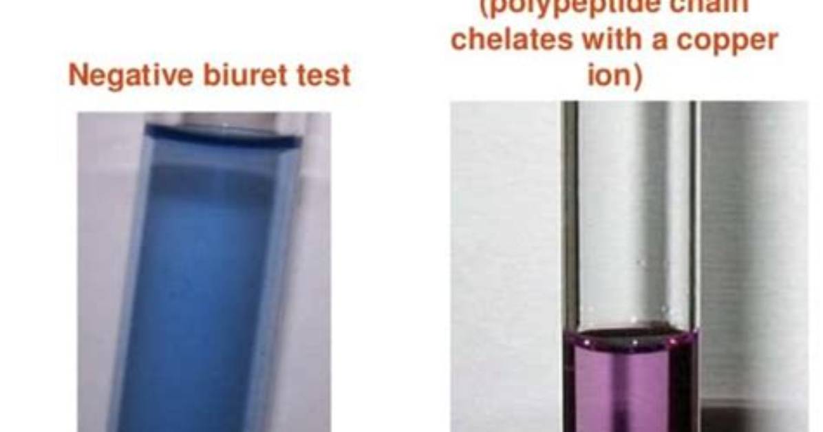 Does Tripeptide Give Biuret Test?