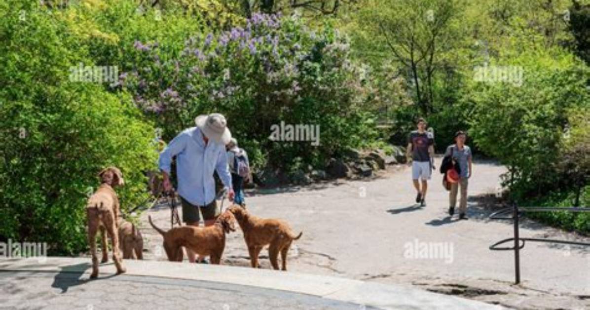 Does Tropical Park Allow Dogs?