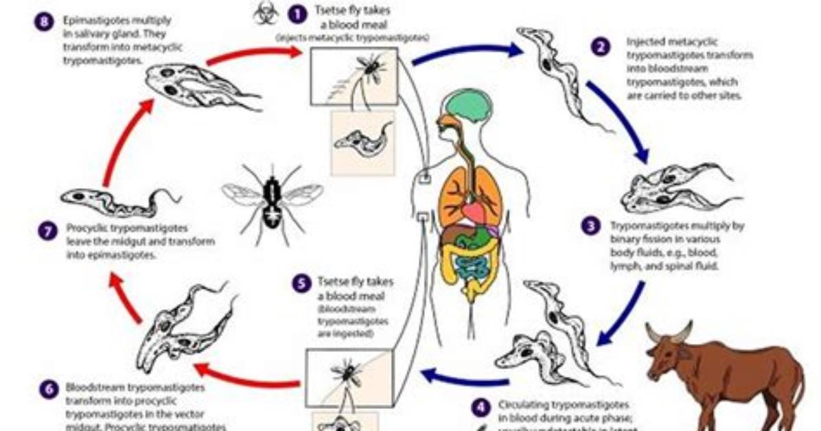 Does Trypanosoma Cause Malaria?