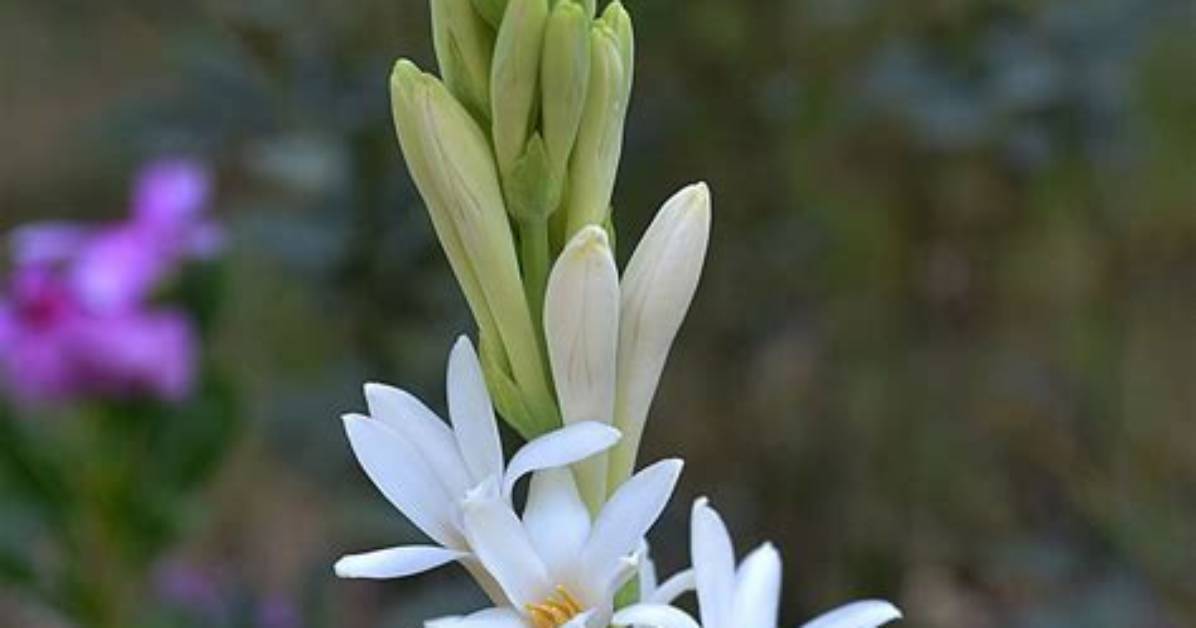 Does Tuberose Bloom at Night?