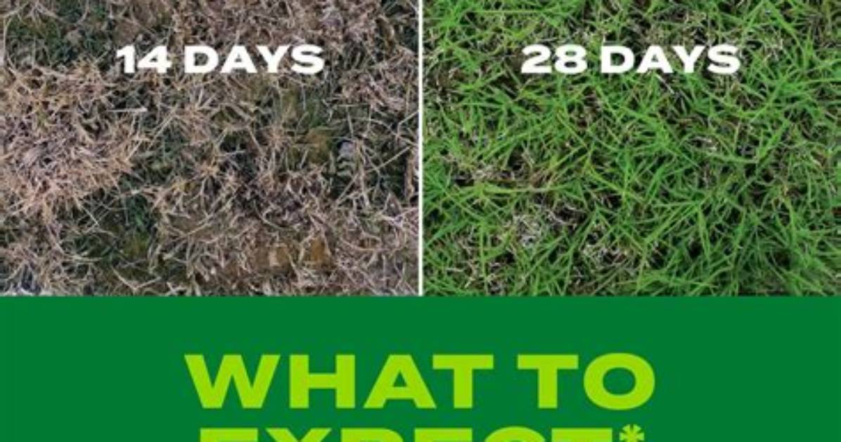 Does Turf Builder Grow Grass