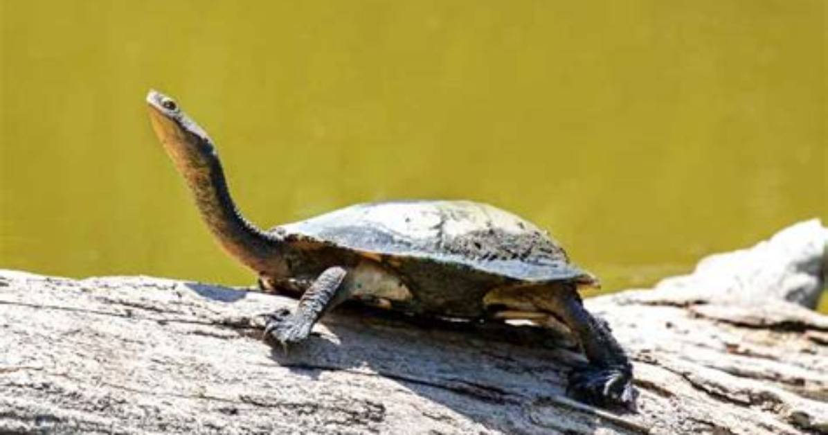 Does Turtle Has Neck?