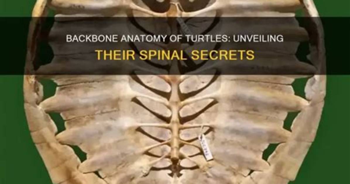 Does Turtles Have Backbones?