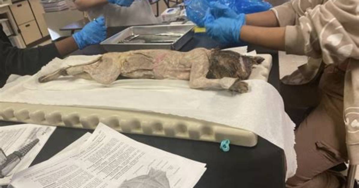 Does Ucl Do Cadaveric Dissection?