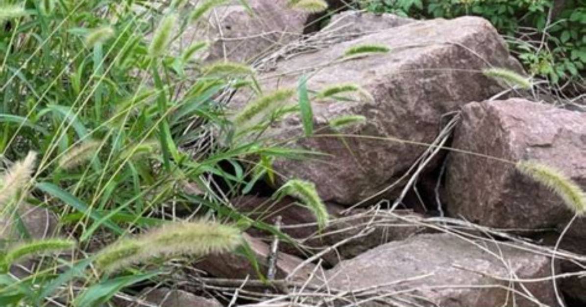 Does Undeveloped Land Mean?