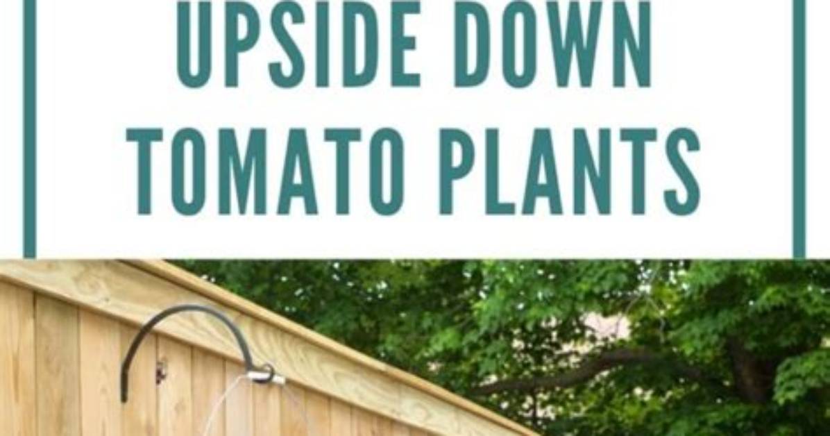 Does Upside Down Tomato Planter Work?