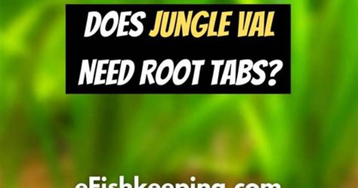 Does Vallisneria Need Root Tabs?