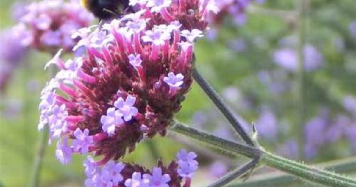Does Verbena Attract Bees