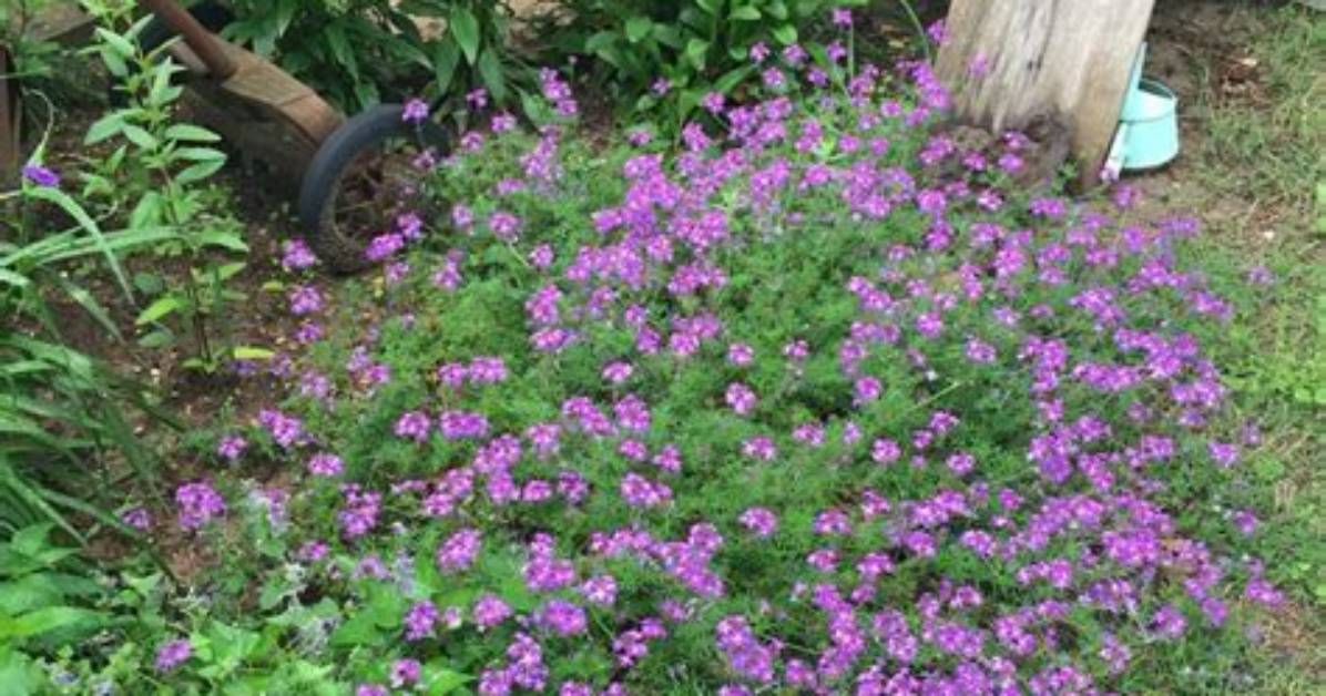 Does Verbena Bloom All Summer?
