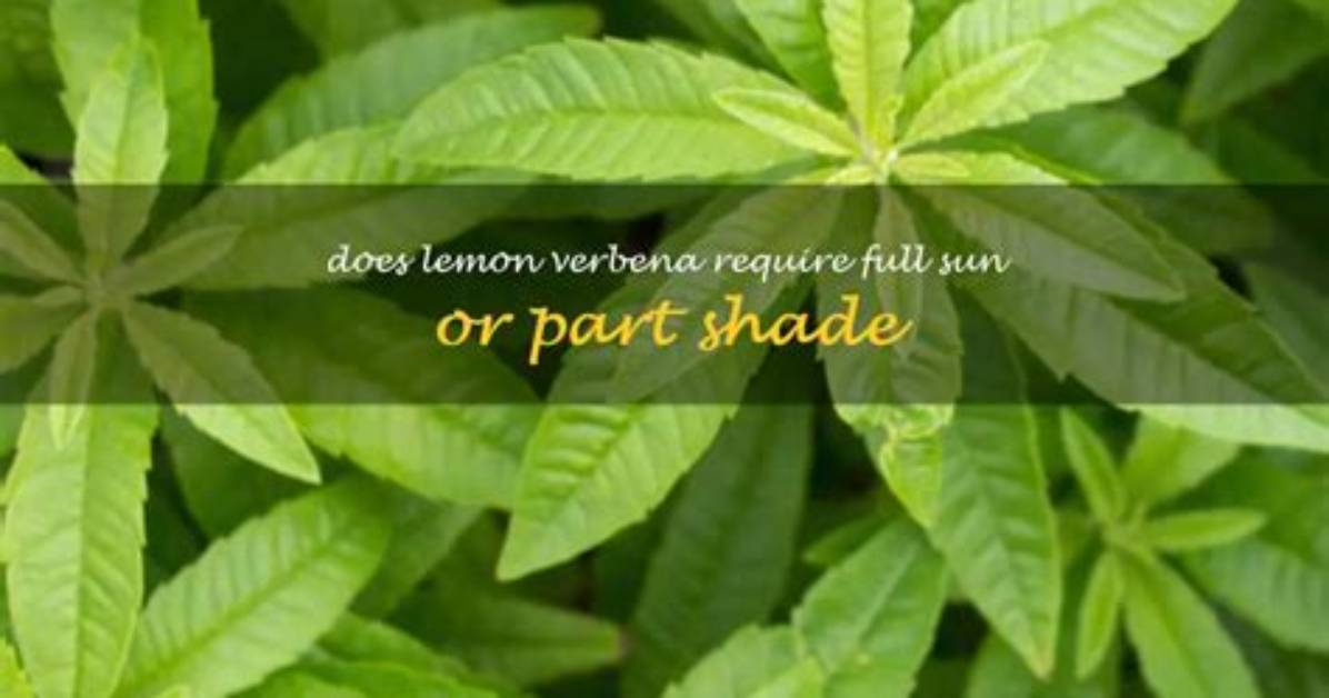 Does Verbena Require Full Sun