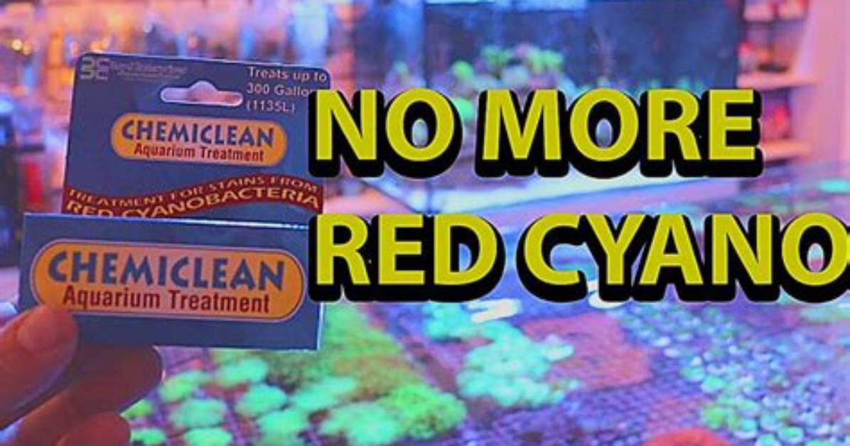 Does Vibrant Kill Cyano?