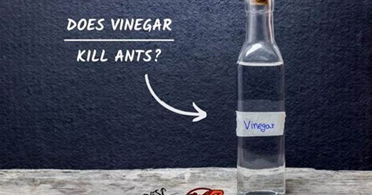Does Vinegar Kill Ant Mounds?