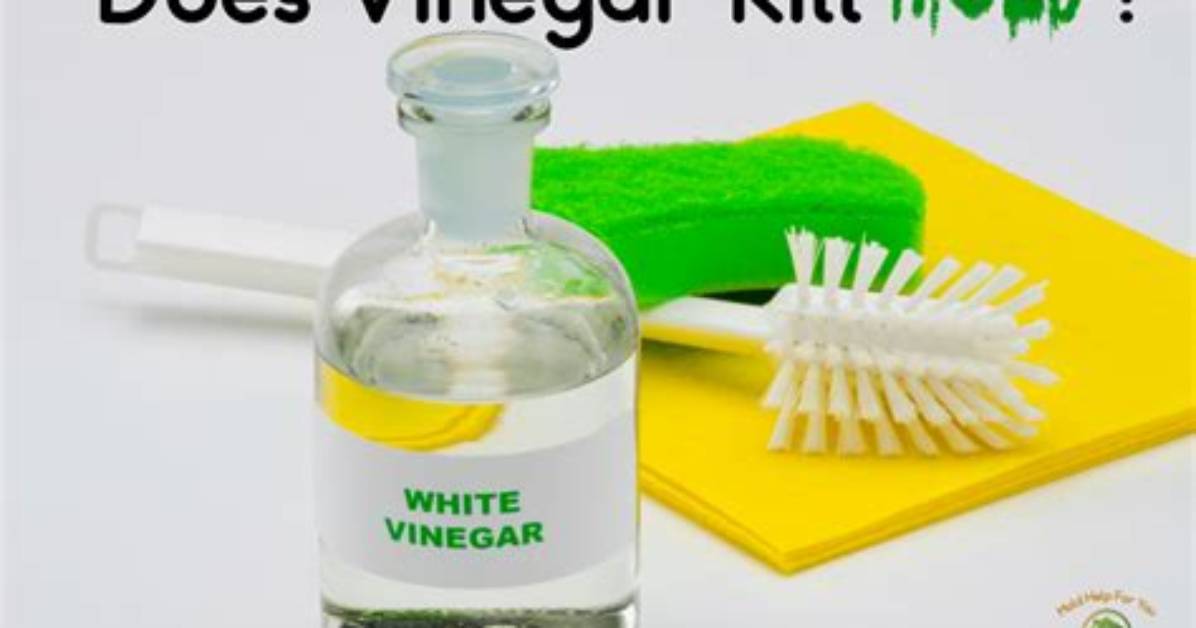 Does Vinegar Kill Mold in Dishwasher