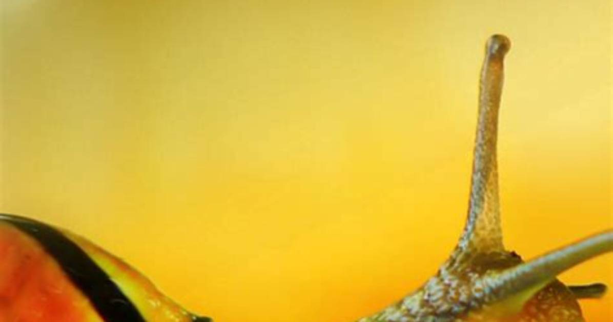 Does Vinegar Kill Snails?