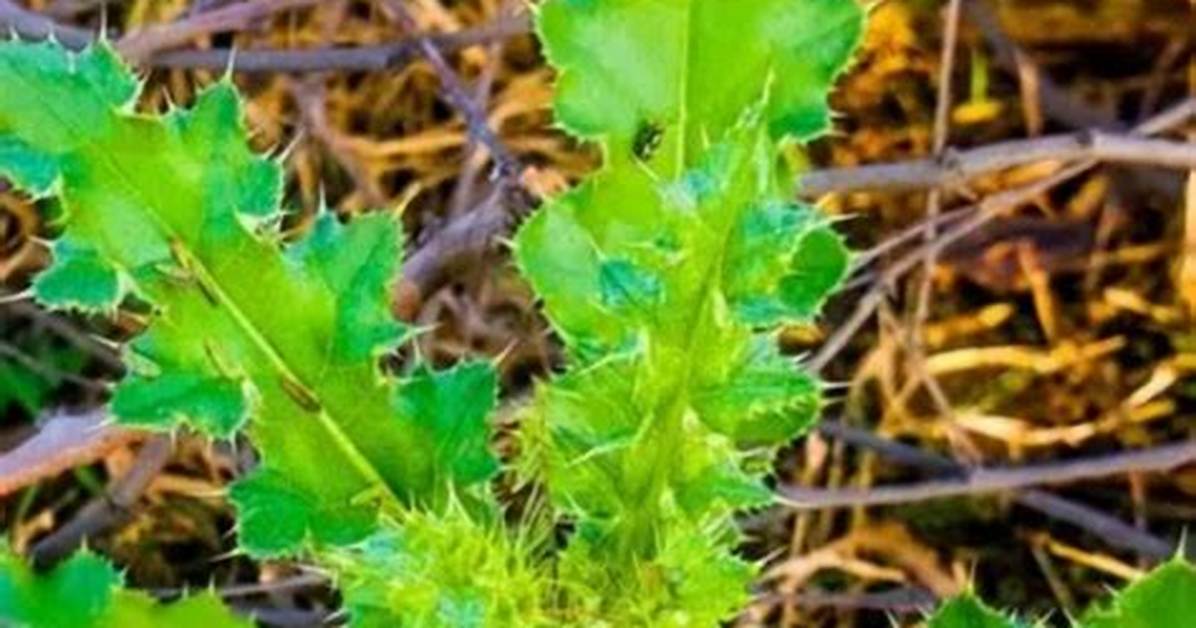 Does Vinegar Kill Thistles?