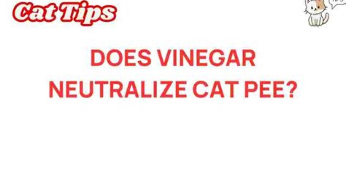 Does Vinegar Neutralize Cat Pee