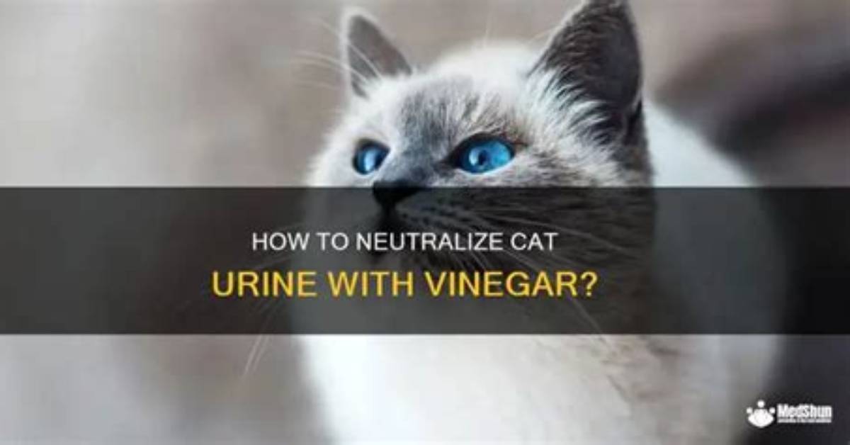 Does Vinegar Neutralize Urine?