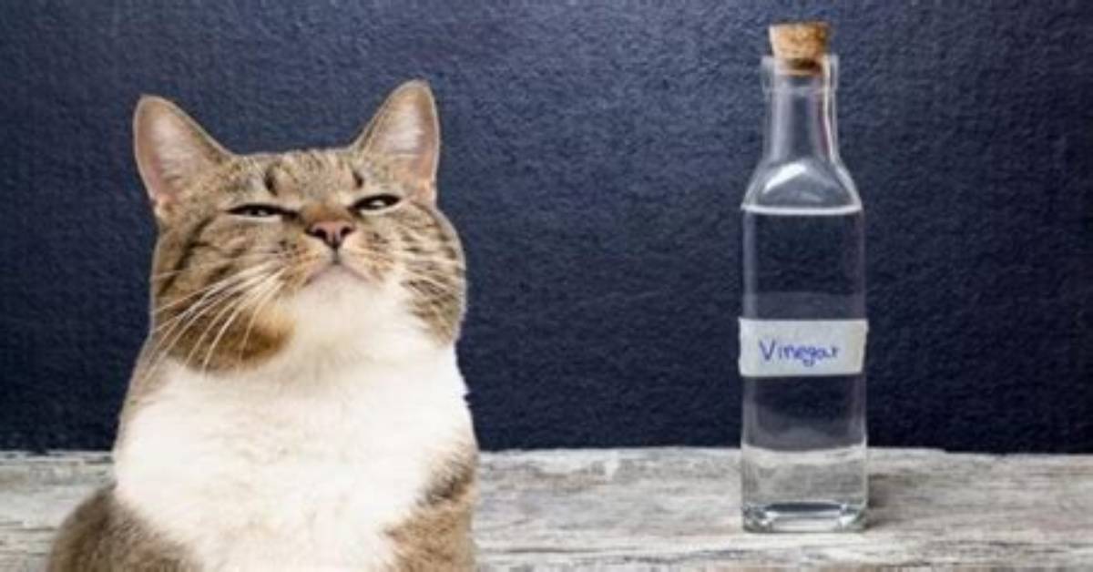 Does Vinegar Stop Cats from Pooping?