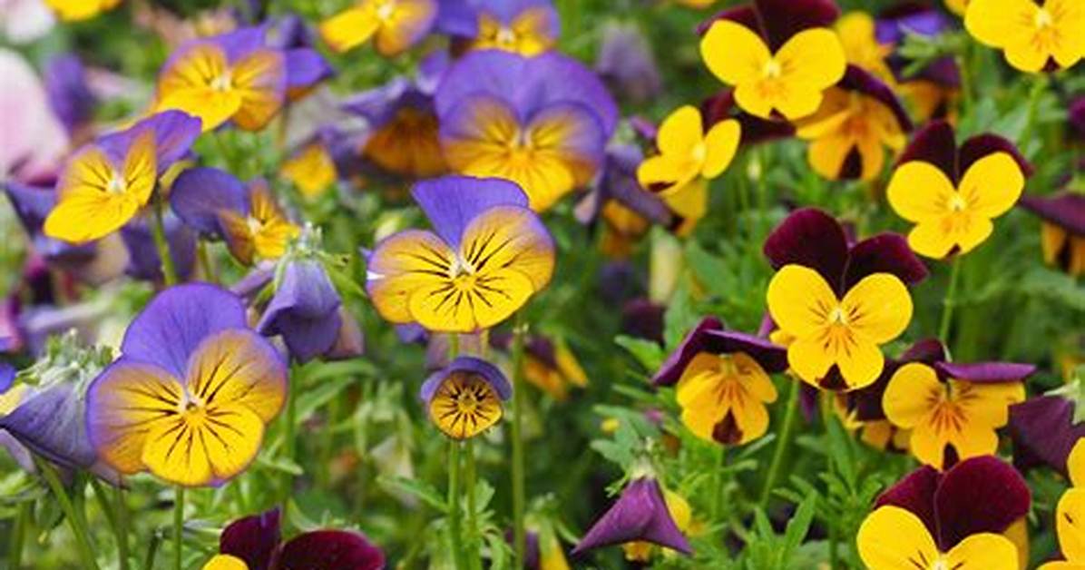 Does Violas Come Back?