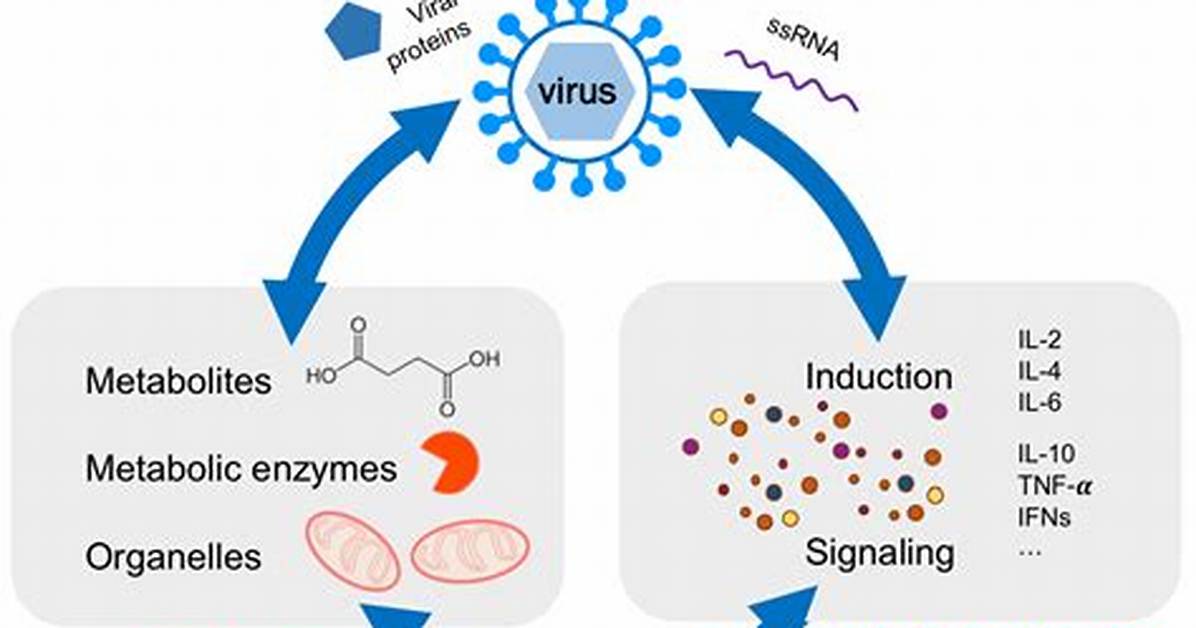 Does Viruses Have Metabolic Processes?