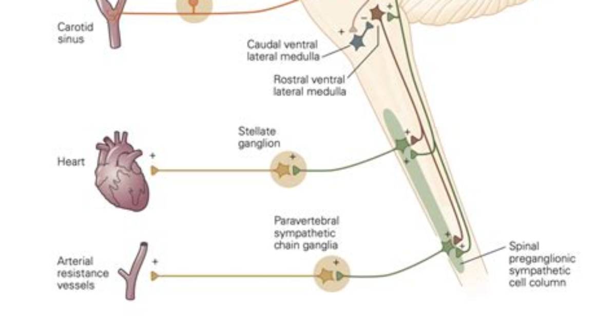 Does Vision Use Chemoreceptors?