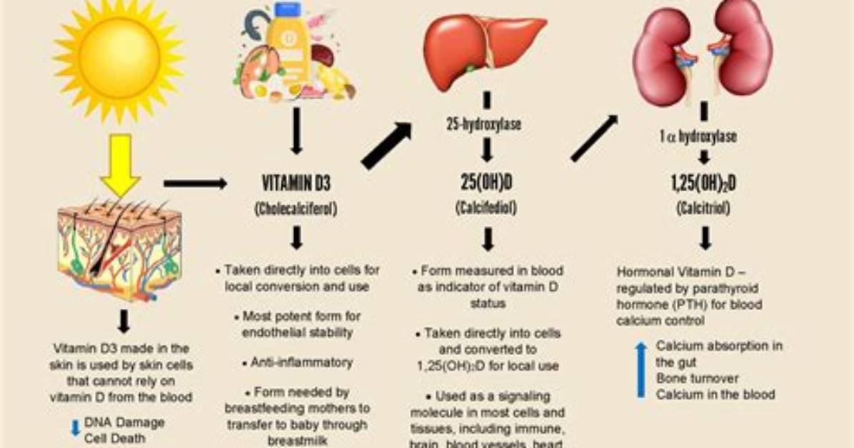 Does Vitamin D Help Candida?