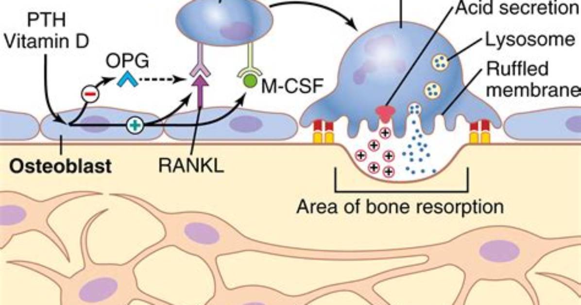 Does Vitamin D Stimulate Osteoblasts?