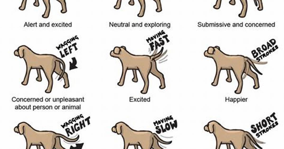Does Wagging Tail Mean Happy?