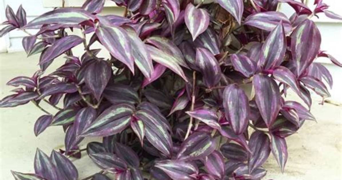 Does Wandering Jew Need Sun?