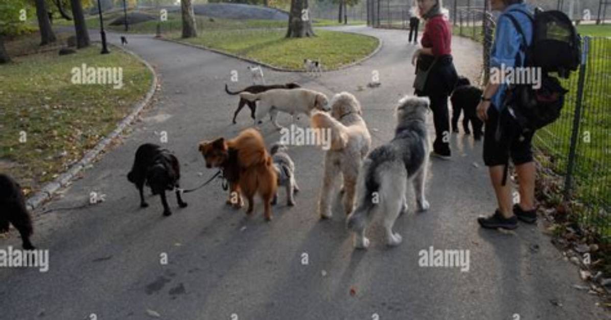 Does Wantagh Park Allow Dogs?