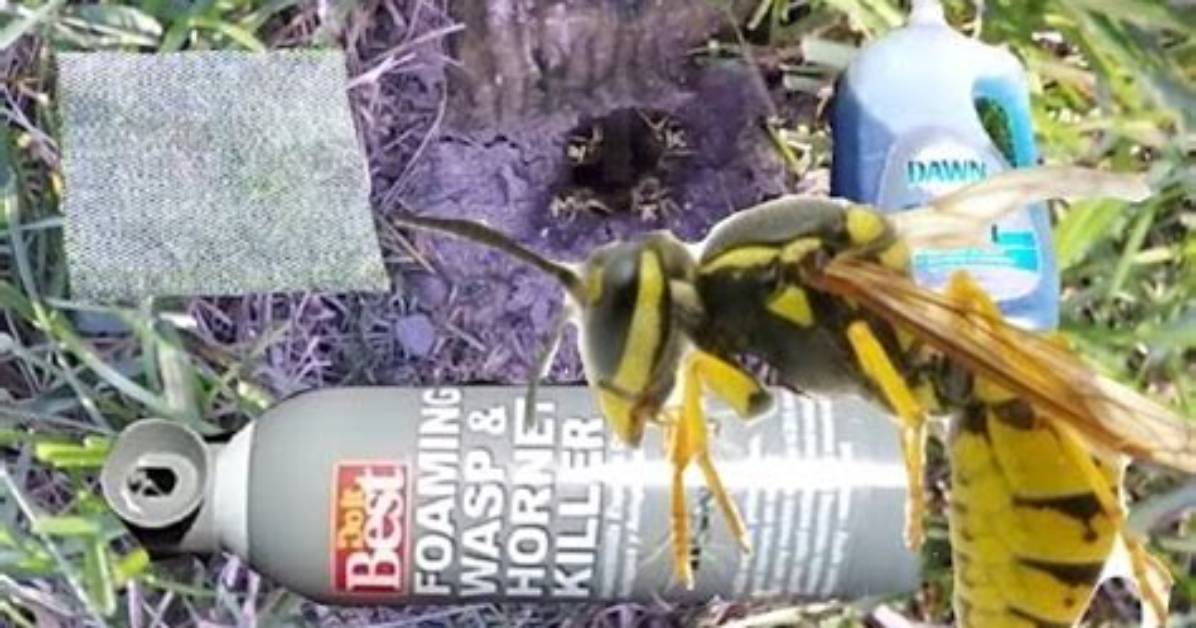 Does Wasp Spray Kill Bees?
