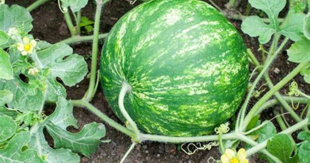 Does Watermelon Ripen off the Vine