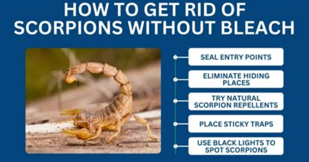 Does Wd40 Kill Scorpions