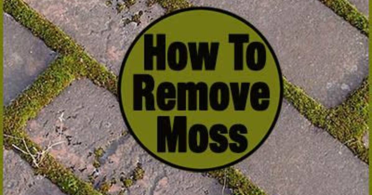 Does Wet and Forget Kill Moss