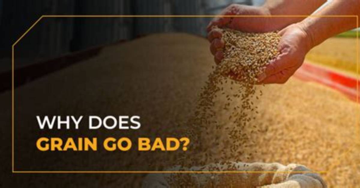 Does Wheat Grain Go Bad