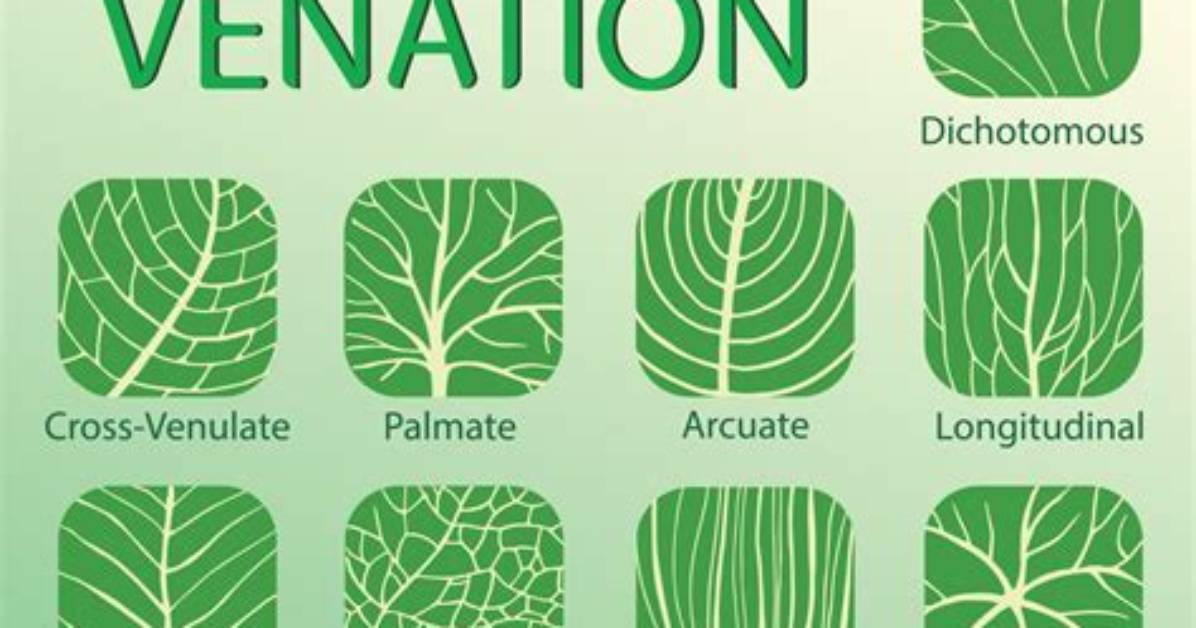 Does Wheat Have Reticulate Venation?