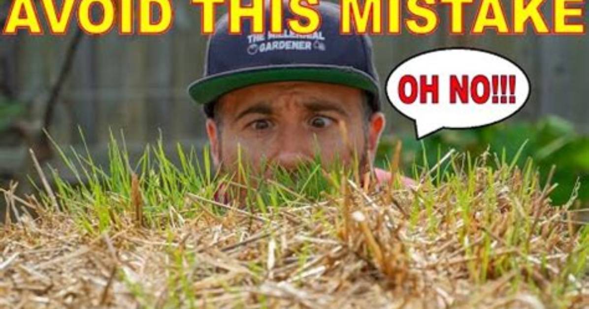 Does Wheat Straw Have Seeds?
