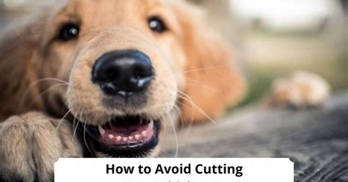 Does Whiskers Hurt a Dog?