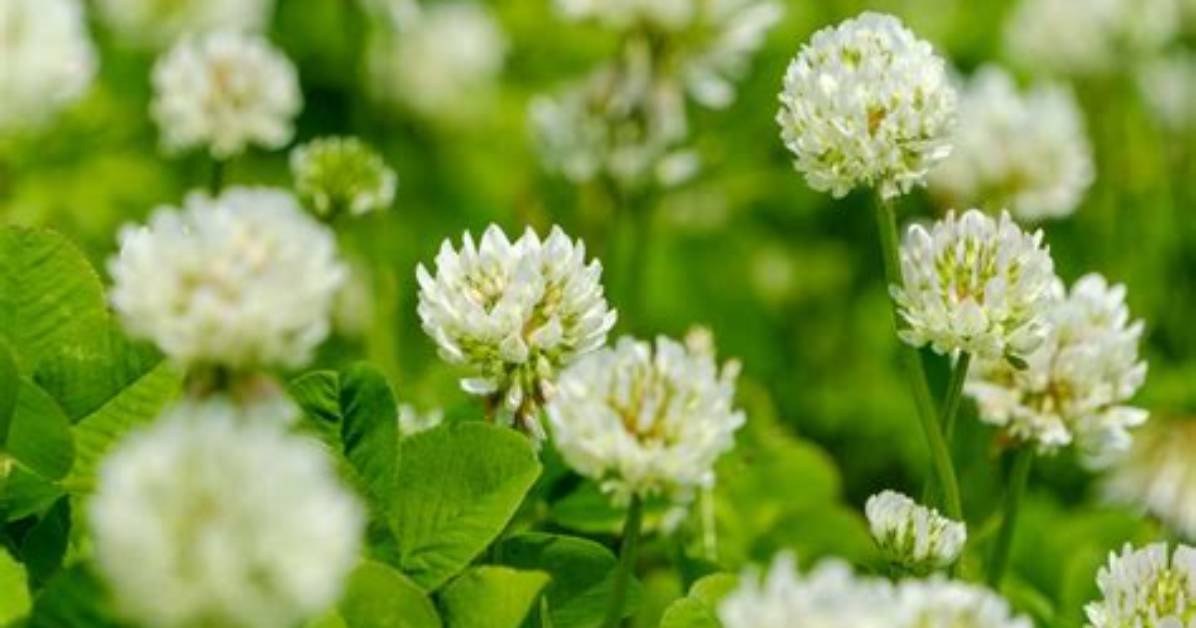 Does White Clover Have Burrs