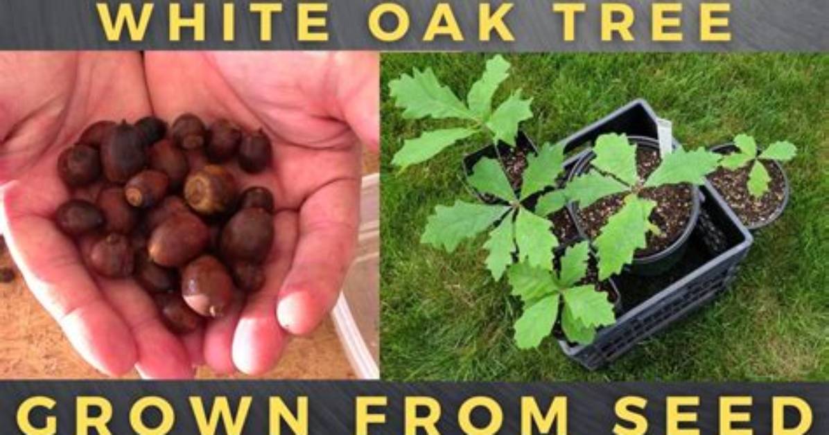 Does White Oak Grow in Florida?
