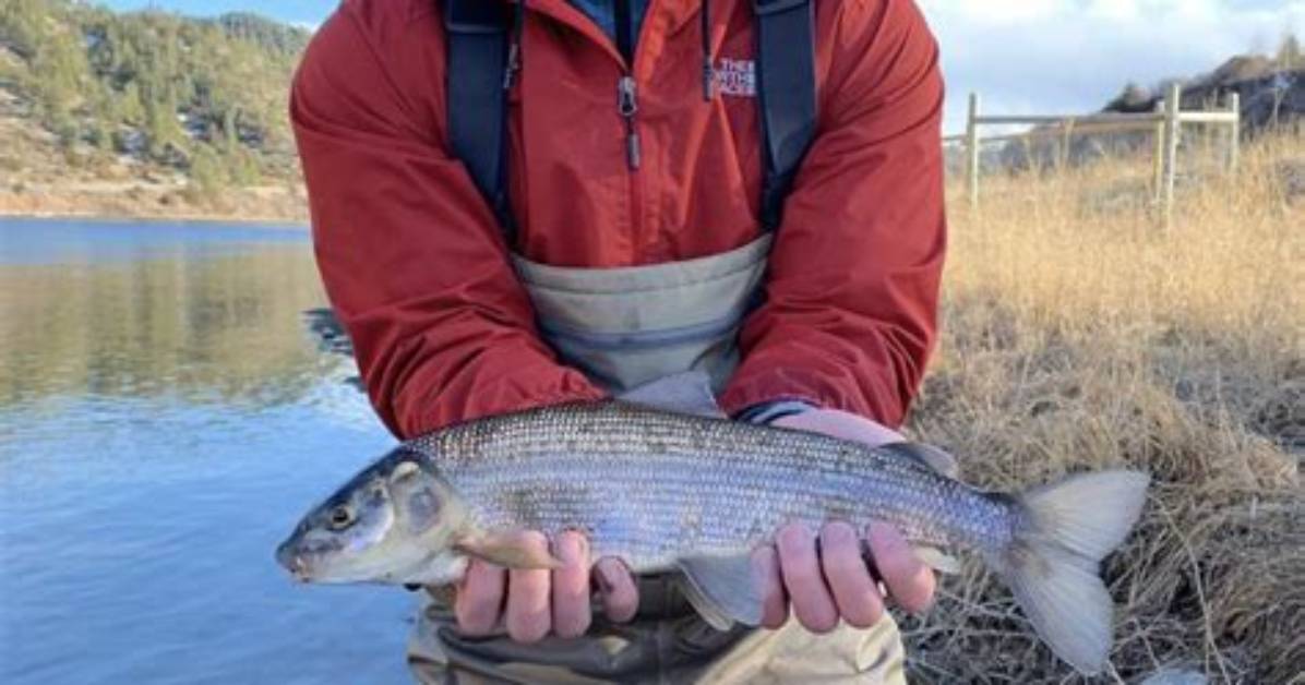 Does Whitefish Taste Good?