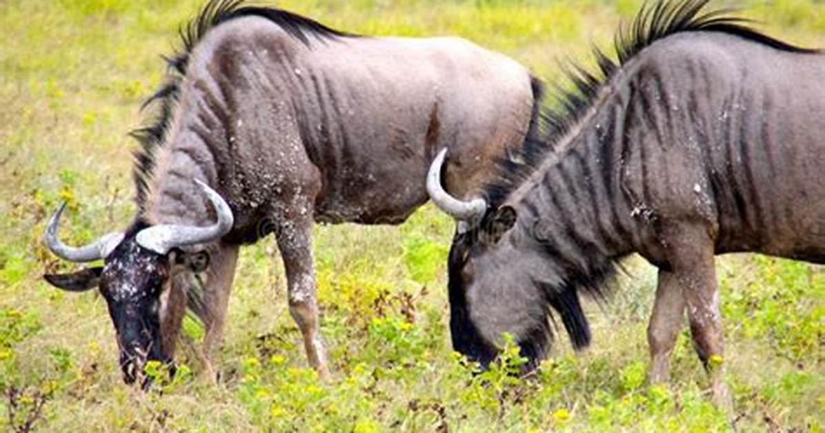 Does Wildebeest Eat Grass?
